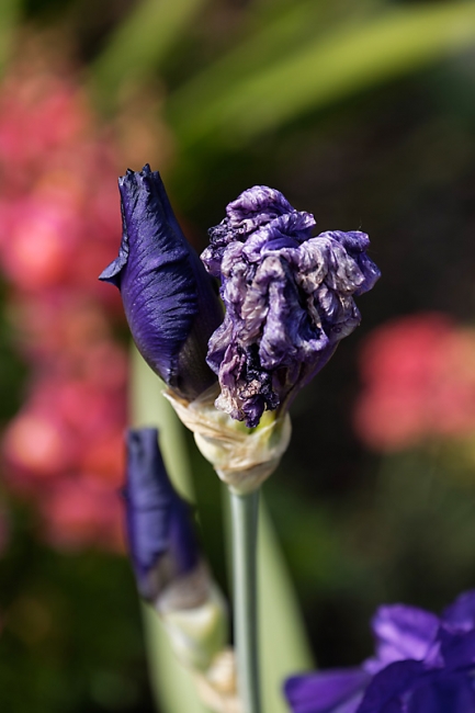 Jardin des Impressionnistes-MAI14-037